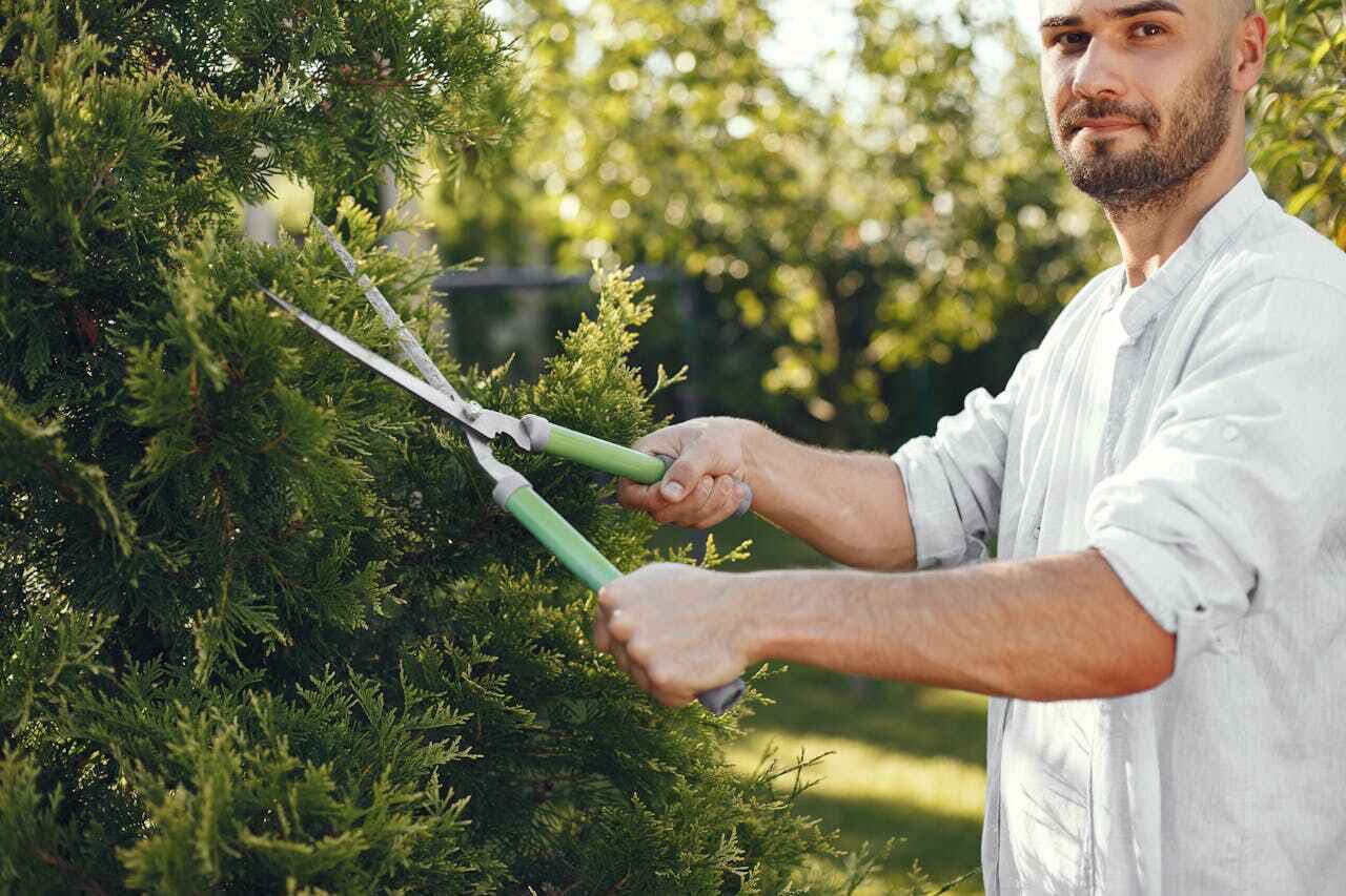 The Steps Involved in Our Tree Care Process in Ester, AK